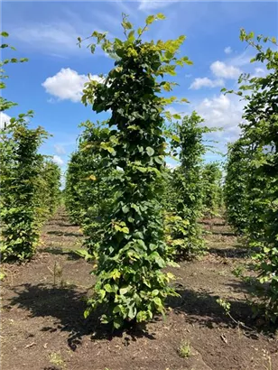 Hainbuche,Weißbuche - Carpinus betulus - Formgehölze