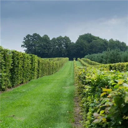 Hainbuche,Weißbuche - Carpinus betulus - Formgehölze