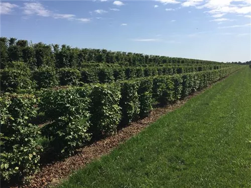 Hainbuche,Weißbuche - Carpinus betulus - Formgehölze
