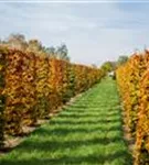 Rotbuche - Fagus sylvatica - Formgehölze