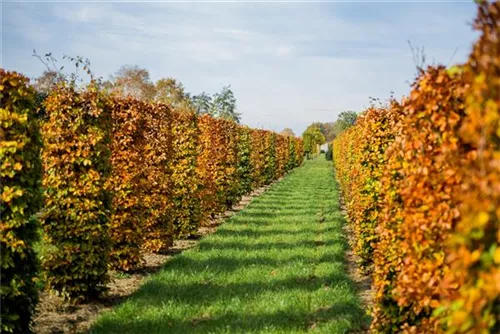 Rotbuche - Fagus sylvatica - Formgehölze