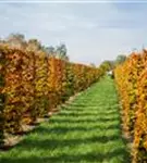 Rotbuche - Fagus sylvatica - Formgehölze
