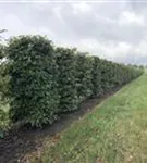 Rotbuche - Fagus sylvatica - Formgehölze