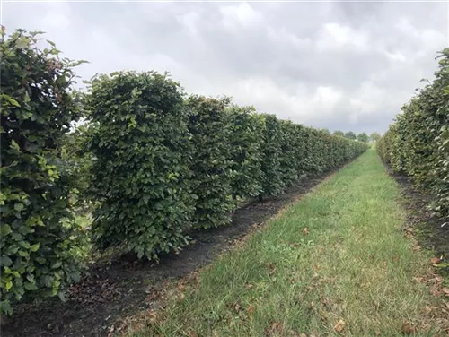 Rotbuche - Fagus sylvatica - Formgehölze