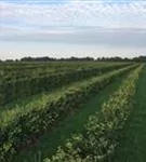 Rotbuche - Fagus sylvatica - Formgehölze