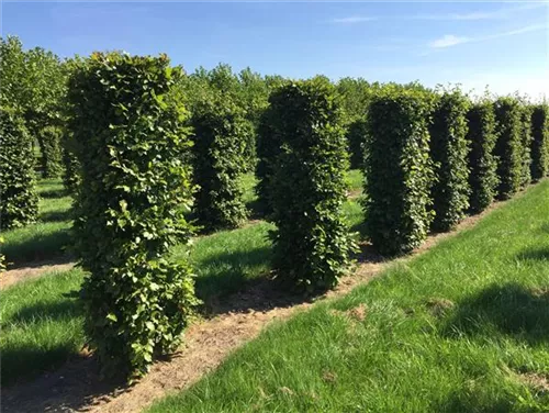 Rotbuche - Fagus sylvatica - Formgehölze