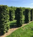 Rotbuche - Fagus sylvatica - Formgehölze