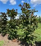 Blutbuche Veredelung - Fagus sylvatica 'Atropunicea' - Formgehölze
