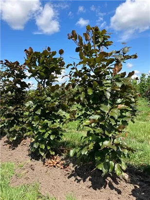 Blutbuche Veredelung - Fagus sylvatica 'Atropunicea' - Formgehölze