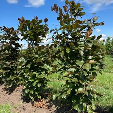 Fagus sylvatica 'Atropunicea' - Formgehölze, Fertighecke 40x40 125-