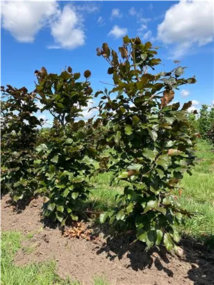 Blutbuche Veredelung - Fagus sylvatica 'Atropunicea' - Formgehölze