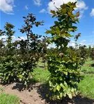 Blutbuche Veredelung - Fagus sylvatica 'Atropunicea' - Formgehölze