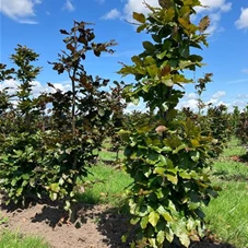 Fagus sylvatica 'Atropunicea' - Formgehölze, Fertighecke 40x40 150-