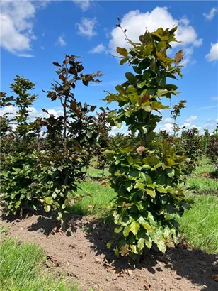 Blutbuche Veredelung - Fagus sylvatica 'Atropunicea' - Formgehölze