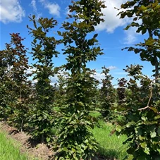 Fagus sylvatica 'Atropunicea' - Formgehölze, Fertighecke 40x40 175- Fagus sylvatica 'Atropunicea' - Formgehölze, Fertighecke 40x40 175-