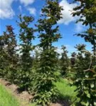 Blutbuche Veredelung - Fagus sylvatica 'Atropunicea' - Formgehölze