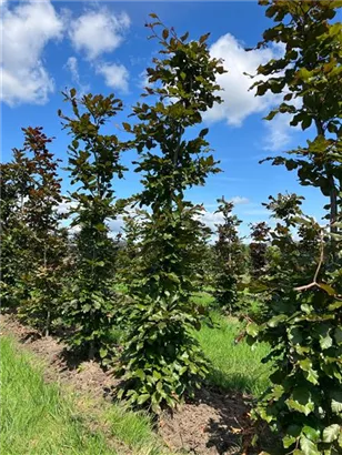 Blutbuche Veredelung - Fagus sylvatica 'Atropunicea' - Formgehölze