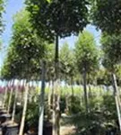 Glanzmispel 'Red Robin' - Photinia fraseri 'Red Robin' - Baum