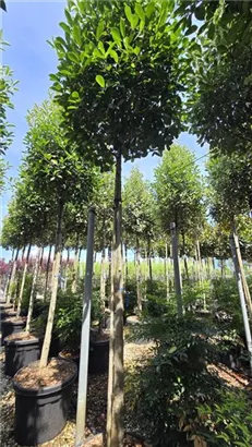 Glanzmispel 'Red Robin' - Photinia fraseri 'Red Robin' - Baum