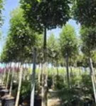 Glanzmispel 'Red Robin' - Photinia fraseri 'Red Robin' - Baum