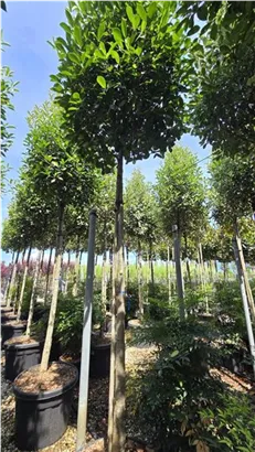 Glanzmispel 'Red Robin' - Photinia fraseri 'Red Robin' - Baum