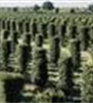 Heimische Eibe - Taxus baccata - Formgehölze