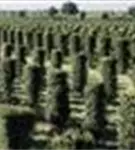 Heimische Eibe - Taxus baccata - Formgehölze