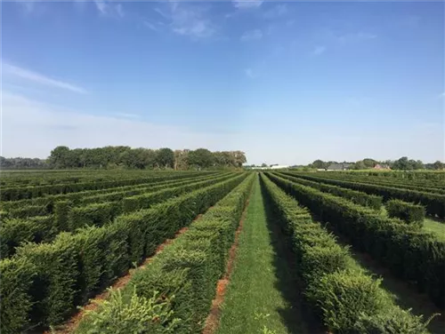 Heimische Eibe - Taxus baccata - Formgehölze
