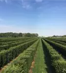 Heimische Eibe - Taxus baccata - Formgehölze