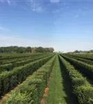 Heimische Eibe - Taxus baccata - Formgehölze