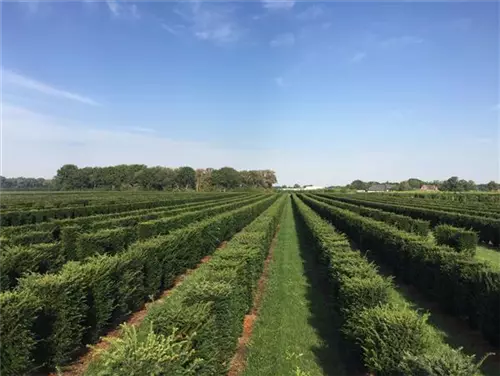 Heimische Eibe - Taxus baccata - Formgehölze
