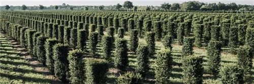 Heimische Eibe - Taxus baccata - Formgehölze