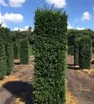 Heimische Eibe - Taxus baccata - Formgehölze