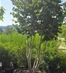 Eisenbaum - Parrotia persica - Formgehölze