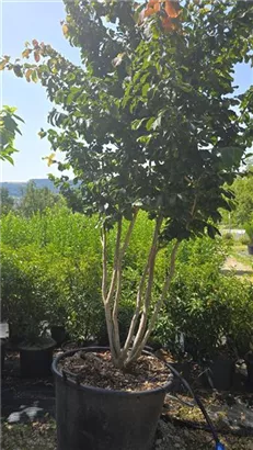 Eisenbaum - Parrotia persica - Formgehölze