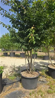 Eisenbaum - Parrotia persica - Formgehölze