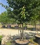 Eisenbaum - Parrotia persica - Formgehölze