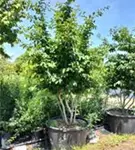 Eisenbaum - Parrotia persica - Formgehölze