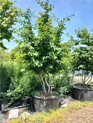 Eisenbaum - Parrotia persica - Formgehölze