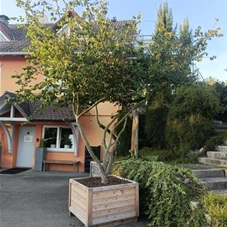 Parrotia persica - Unikum, mehrstämmig extra Qualität Charakterform 300- 350