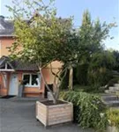 Eisenbaum - Parrotia persica - Unikum