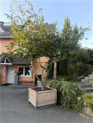 Eisenbaum - Parrotia persica - Unikum