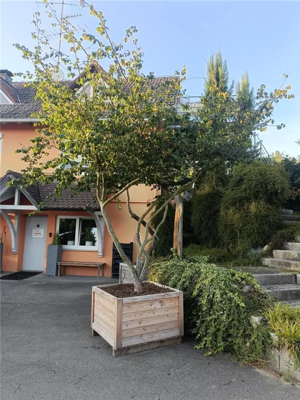 Eisenbaum - Parrotia persica - Unikum