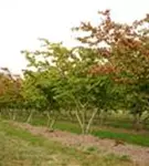 Eisenbaum - Parrotia persica - Unikum