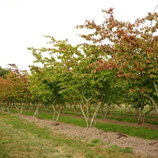Parrotia persica - Unikum, mehrstämmig extra Qualität Charakterform 300- 350
