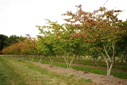 Eisenbaum - Parrotia persica - Unikum