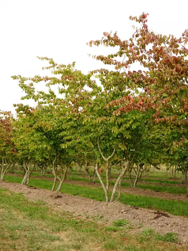 Eisenbaum - Parrotia persica - Unikum