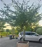 Eisenbaum - Parrotia persica - Unikum