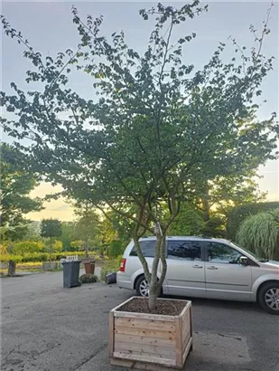 Eisenbaum - Parrotia persica - Unikum