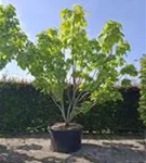 Reichfruchtender Trompetenbaum 'Aurea' - Catalpa bignonioides 'Aurea' - Formgehölze